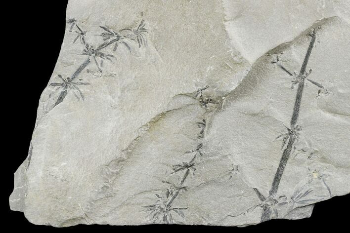 Pennsylvanian Fossil Horsetail (Annularia) Plate - Kentucky #176780